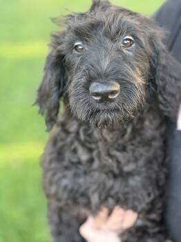 Haven -  Labradoodle and Standard Poodle Dog for Adoption in Yuba City, California - Haven | PetCurious