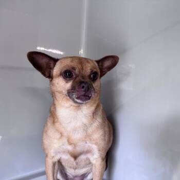 Saira -  Chihuahua Dog for Adoption in Charlottesville, Virginia - Saira | PetCurious