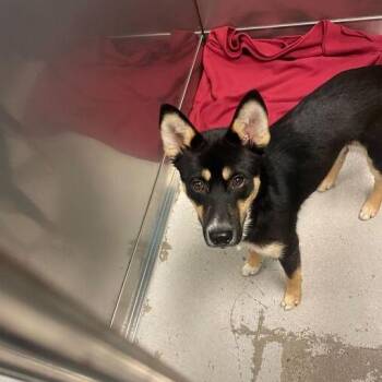 Mixed Breed Dogs Available for Adoption - Knox | PetCurious
