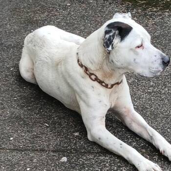Stray -  Mixed Breed Dog Available for Adoption in Keaau, Hawaii - Stray | PetCurious