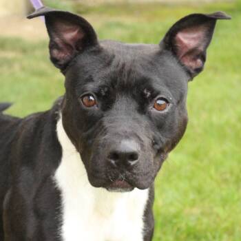 Rescue Pit Bull Terrier Dogs for Adoption in Eaton, Ohio - Vanda | PetCurious