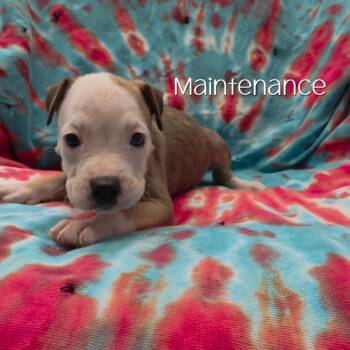 Maintenance -  Boxer and Mixed Breed Dog for Adoption in Parkersburg, West Virginia - Maintenance | PetCurious