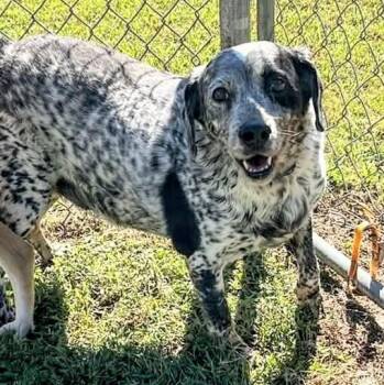 Neil -  Australian Cattle Dog Blue Heeler and Beagle Dog for Adoption in Fort Payne, Alabama - Neil | PetCurious