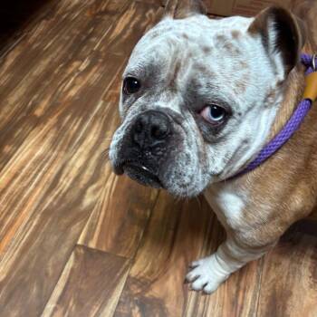 Terrier Dogs Available for Adoption - Boss | PetCurious