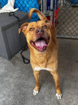 Pit Bull Terrier Dogs Available for Adoption in Chicago, Illinois - Buddy Guy | PetCurious