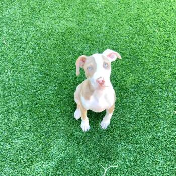 Kenny -  Terrier Dog for Adoption in La Grange, Kentucky - Kenny | PetCurious
