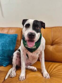 Pit Bull Terrier and Labrador Retriever Dogs Available for Adoption - Panda The Perfect Doggy Pal | PetCurious