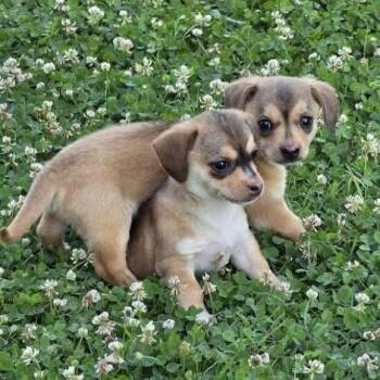 Scout -  Mixed Breed Dog for Adoption - Scout | PetCurious