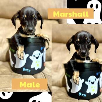 Marshall -  Dachshund Dog for Adoption in Manchester, Connecticut - Marshall | PetCurious