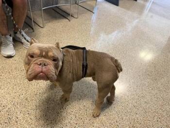 American Bulldog Dogs Available for Adoption in Doral, Florida - MR.TYSON | PetCurious