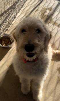 Lottie -  Goldendoodle Dog for Adoption in Hood River, Oregon - Lottie | PetCurious