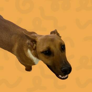 Miley -  Mixed Breed Dog for Adoption in Reno, Nevada - Miley | PetCurious