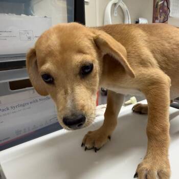 Jade -  Labrador Retriever Dog for Adoption in Morganton, North Carolina - Jade | PetCurious