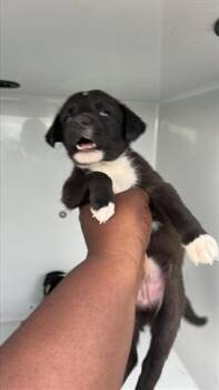 Siberian Husky and Labrador Retriever Dogs Available for Adoption - A651428 | PetCurious