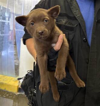 German Shepherd Dog and Mixed Breed Dogs Available for Adoption in Camarillo, California - QUEEN OF CALIFORNIA | PetCurious