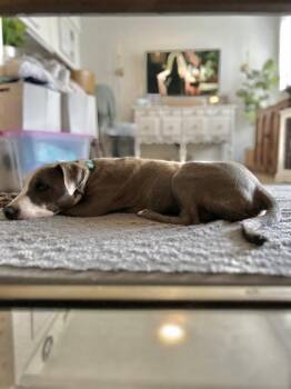 Pit Bull Terrier and Mixed Breed Dogs Available for Adoption in Fort Worth, Texas - Clarke | PetCurious