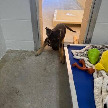 Jelly -  Shepherd Dog for Adoption in Buellton, California - Jelly | PetCurious