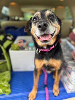 Trigger -  Hound Dog for Adoption in Liverpool, New York - Trigger | PetCurious