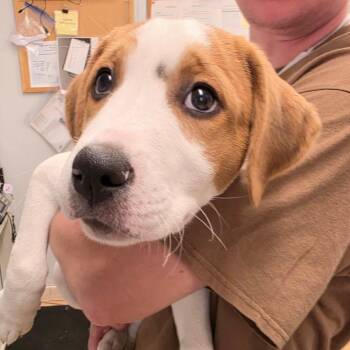 Dean -  Australian Shepherd and Mixed Breed Dog for Adoption in Spokane, Washington - Dean | PetCurious