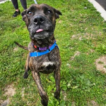 Welches -  Mixed Breed Dog for Adoption in Wilmington, Delaware - Welches | PetCurious