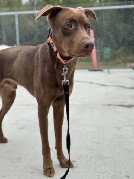 Rescue Labrador Retriever and Husky Dogs for Adoption in Hackensack, Minnesota - Mr. Brown | PetCurious