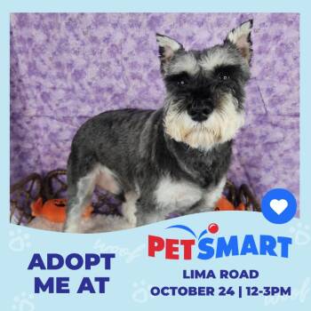 George Clooney -  Miniature Schnauzer Dog for Adoption in Fort Wayne, Indiana - George Clooney | PetCurious