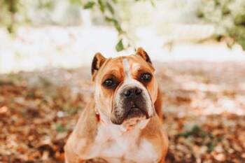 American Staffordshire Terrier and Mixed Breed Dogs Available for Adoption in North Charleston, South Carolina - 91334a Hammy | PetCurious