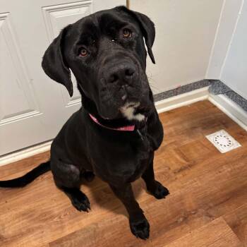 Clark -  Cane Corso Dog for Adoption in Sunderland, Maryland - Clark | PetCurious