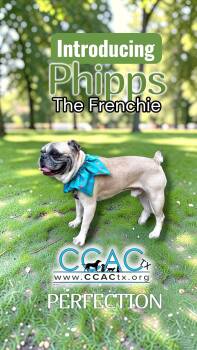 Phipps the Frenchie is the ONE -  French Bulldog Dog for Adoption in Lockhart, Texas - Phipps The Frenchie Is The ONE | PetCurious