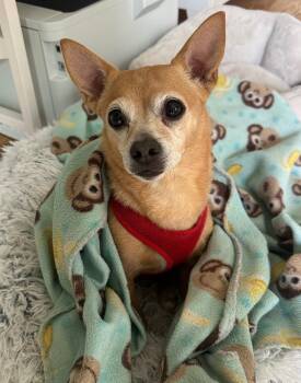 Chihuahua Dogs Available for Adoption in Menomonee Falls, Wisconsin - Rosie | PetCurious