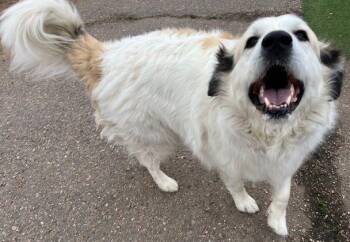 Rescue Great Pyrenees Dogs for Adoption in Larkspur, Colorado - Rocco | PetCurious
