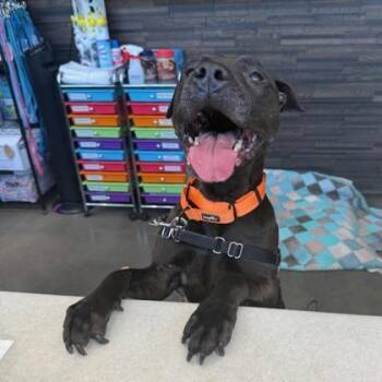 Mixed Breed Dogs Available for Adoption - Jet | PetCurious