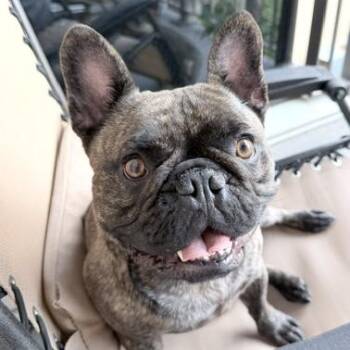 Lorenzo -  French Bulldog Dog for Adoption - Lorenzo | PetCurious