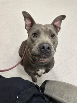 Rescue Pit Bull Terrier Dogs for Adoption in Indianapolis, Indiana - CAMPEONA | PetCurious