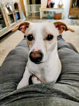 (Courtesy Post) Spud -  Dachshund and Whippet Dog for Adoption in Denver, Colorado - (Courtesy Post) Spud | PetCurious