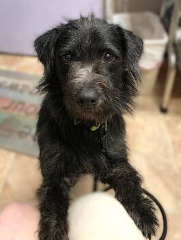 Joe -  Miniature Schnauzer and Terrier Dog for Adoption in Savannah, Georgia - Joe | PetCurious