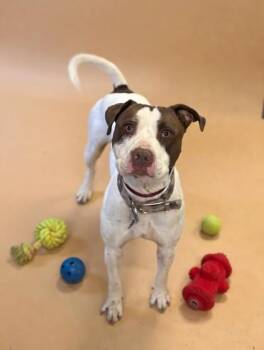 Pit Bull Terrier and Mixed Breed Dogs Available for Adoption - Deuce | PetCurious