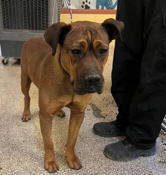 A1913764 -  Pit Bull Terrier and Mastiff Dog Available for Adoption in Blythe, California - A1913764 | PetCurious
