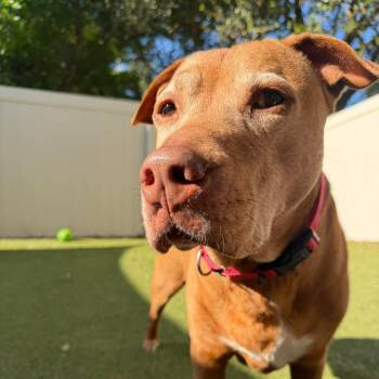 Bo -  Mixed Breed Dog for Adoption in Titusville, Florida - Bo | PetCurious