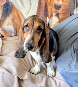 Lucy -  Basset Hound Dog Available for Adoption in Auburndale, Florida - Lucy | PetCurious