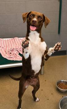 Snooki -  Mixed Breed Dog for Adoption in Beatrice, Nebraska - Snooki | PetCurious