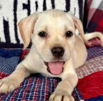 Labrador Retriever Dogs Available for Adoption in Washington, District Of Columbia - Babe Luca | PetCurious