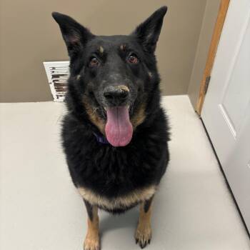 German Shepherd Dog and Husky Dogs Available for Adoption in Milan, Illinois - Nova | PetCurious