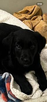 Labrador Retriever and Poodle Dogs Available for Adoption in Newaygo, Michigan - GEORGIE | PetCurious