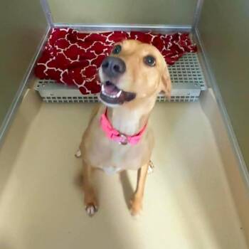 Lo Mein -  Mixed Breed Dog for Adoption in Aldie, Virginia - Lo Mein | PetCurious