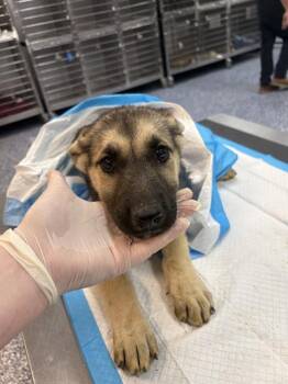 German Shepherd Dog Dogs Available for Adoption in Thousand Palms, California - GRETA | PetCurious