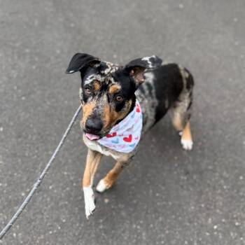 Pearl -  Catahoula Leopard Dog and Mixed Breed Dog for Adoption in Newberg, Oregon - Pearl | PetCurious