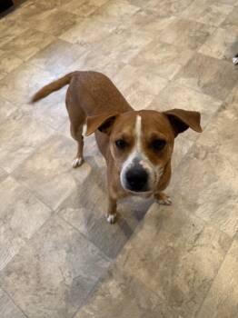 Mixed Breed Dogs Available for Adoption - Kyra | PetCurious