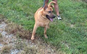 Rescue Carolina Dog Dogs for Adoption in Louisville, Kentucky - Chance | PetCurious