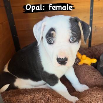 Opal -  Pit Bull Terrier Dog for Adoption in Lincoln, California - Opal | PetCurious
